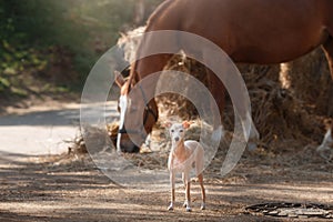 Horse on nature. Portrait of a horse, brown horse, horse stands in the paddock