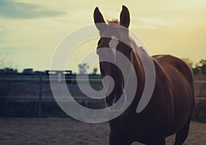 Horse on nature. Portrait of a horse, brown horse running