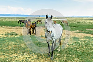 Horse in the nature reserve of Lake Baikal