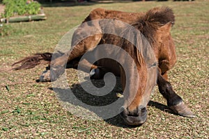 Horse on nature.It sleep on the floor look beautiful portrait fa