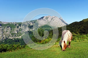 Horse near Anboto mountain photo