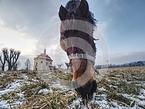 Horse near church or chapel near village