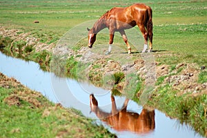 Horse near a ditch photo