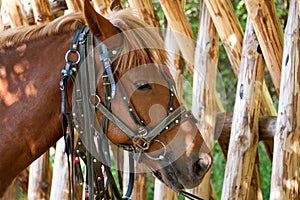 Horse near fence