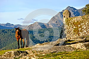 Horse near Lindoso castle in National Park of Peneda Geres photo