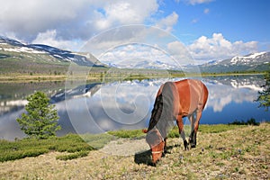 Horse near mountain lake