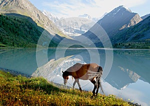 Horse near mountain lake Ak-kem, Altai, Russia, wild landscape photo