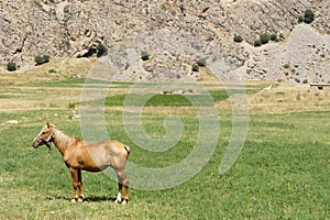 Horse near mountaineering camp Dugoba, Pamir-alay