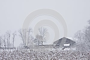 Horse near snow covered barn