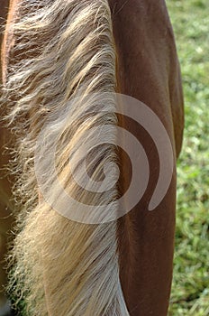 Horse neck mane photo