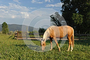 Horse in New Mexico Pasture