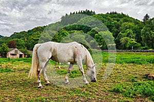 A horse next to Tintern Abbey