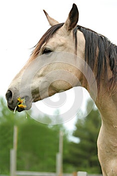 Horse nibbling on grass and dandelions