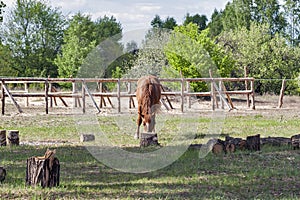 Horse nibbling on short grass