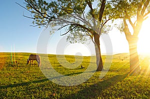 Horse in nightfall