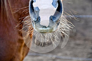 Horse nose eith whiskers photo