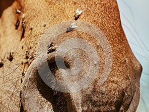 Horse nose and  mouth with flies. Insects on animal head