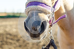 Horse nose and mouth in harness closeup