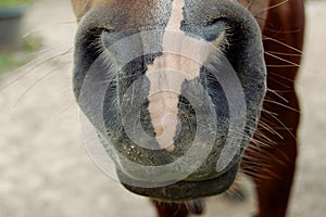 Horse nose / mouth