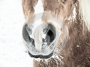 Horse 199 nose and nostrils photo