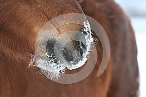 Horse nose in snow