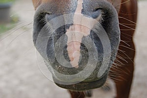 Horse nose and whiskers