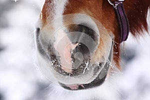 Horse nostrils photo