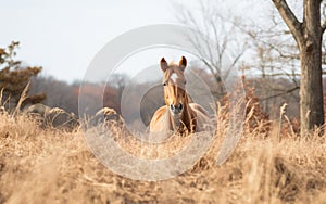 Horse Observing its Surroundings Cautiously