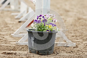 Horse obstacle course outdoors summertime. Poles in the sand at equestrian center outdoors