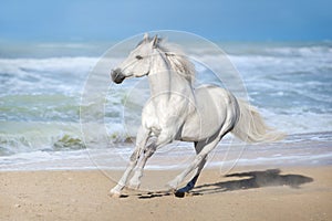 Horse in ocean