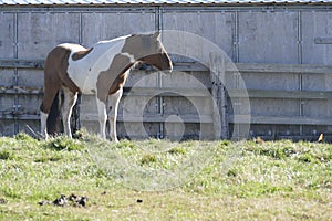 Horse and old barn in pasture along the Teanaway photo