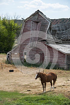 Horse and Old Barn