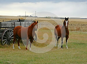 Horse & old wagon in field