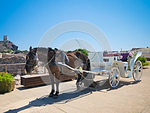 Horse with old white wooden carriage during a wedding on the sea