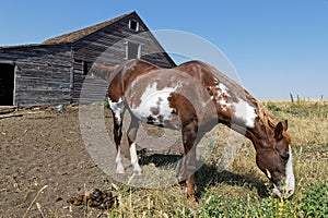 Horse and old wood barns and stables