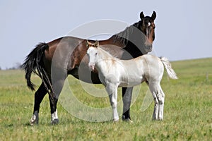 Horse Opposites (Mare & Filly)