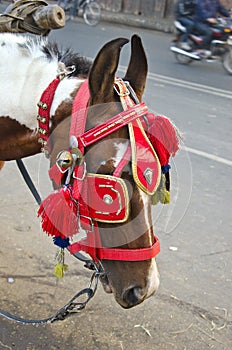 Horse with ornate bridle and hood in Agra, India