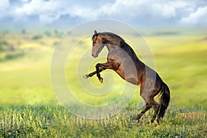 Horse outdoor rearing up