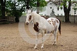 horse Outdoors