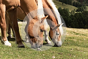 Horse over Dolomite landscape Geisler Odle mountain Dolomites Group Val di Funes