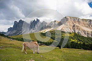 Horse over Dolomite landscape Geisler Odle mountain Dolomites Group Val di Funes