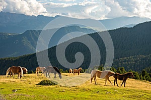 Horse over Dolomite landscape Geisler Odle mountain Dolomites Group Val di Funes