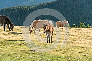 Horse over Dolomite landscape Geisler Odle mountain Dolomites Group Val di Funes