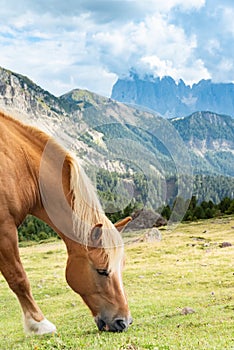 Horse over Dolomite landscape Geisler Odle mountain Dolomites Group Val di Funes