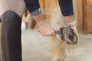 Horse Owner Cleaning Horse Hoof Using A Hoof Pick Taking Care Of Horse Hygiene