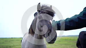 Horse owner touching her face to her seal brown horse. Love for pets. Horse Love.