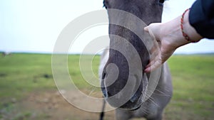 Horse owner touching her face to her seal brown horse. Love for pets. Horse Love.