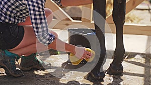 Horse Owner Wiping Her Horse Legs And Hooves Using A Sponge Horse Getting Cleaned