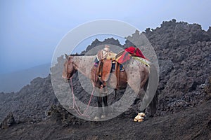 Horse on Pacaya Volcano photo