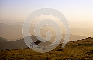 horse pacing peacefully in the mountains at sunset